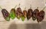 Hot Pepper ‘Chocolate Bhutlah' Seeds (Certified Organic)