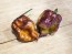 Hot Pepper 'Orion' AKA 'Fatallii Gourmet Jigsaw x Big Red Mama x Yaki Blue Fawn' Seeds (Certified Organic)