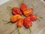 Hot Pepper 'Tiger Teeth x 7 Pot Bubblegum (BBG7)' Seeds (Certified Organic)