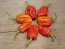 Hot Pepper 'Tiger Teeth x 7 Pot Bubblegum (BBG7)' Seeds (Certified Organic)