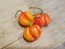 Hot Pepper ‘Trinidad Red Congo Habanero’ Seeds (Certified Organic)