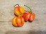 Hot Pepper ‘Trinidad Red Congo Habanero’ Seeds (Certified Organic)