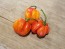 Hot Pepper ‘Trinidad Red Congo Habanero’ Seeds (Certified Organic)Hot Pepper ‘Trinidad Red Congo Habanero’ Seeds (Certified Organic)