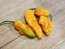 Hot Pepper ‘Bih Jolokia x Sugar Rush Peach' Seeds (Certified Organic)