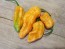 Hot Pepper ‘Bih Jolokia x Sugar Rush Peach' Seeds (Certified Organic)