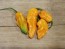 Hot Pepper ‘Bih Jolokia x Sugar Rush Peach' Seeds (Certified Organic)