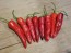 Hot Pepper 'Aci Sivri Biber Cross' Seeds (Certified Organic)