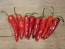 Hot Pepper 'Aci Sivri Biber Cross' Seeds (Certified Organic)