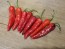 Hot Pepper 'Aci Sivri Biber Cross' Seeds (Certified Organic)