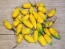 Hot Pepper ‘Chupetinho JXL Yellow' Seeds (Certified Organic)