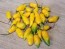 Hot Pepper ‘Chupetinho JXL Yellow' Seeds (Certified Organic)