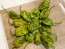 Hot Pepper ‘Big Mustard Mama' Seeds (Certified Organic)