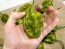 Hot Pepper ‘Big Mustard Mama' Seeds (Certified Organic)