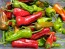 Hot Pepper 'Aci Sivri Biber Cross' Seeds (Certified Organic)