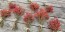 Real Fresh-Cut Wild Rose Hip Stem Bundle, Certified Organic