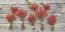 Real Fresh-Cut Wild Rose Hip Stem Bundle, Certified Organic