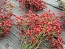 Real Fresh-Cut Wild Rose Hip Stem Bundle, Certified Organic