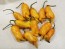 Hot Pepper 'Pimenta de Neyde x Carolina Reaper Orange' Seeds (Certified Organic)