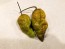 Hot Pepper 'Mustard Moruga Brains x Gator Jigsaw' Seeds (Certified Organic)