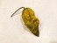 Hot Pepper 'Mustard Moruga Brains x Gator Jigsaw' Seeds (Certified Organic)
