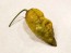 Hot Pepper 'Mustard Moruga Brains x Gator Jigsaw' Seeds (Certified Organic)