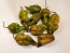 Hot Pepper 'Mustard Moruga Brains x Gator Jigsaw' Seeds (Certified Organic)