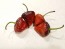 Hot Pepper ‘Purple UFO’ Seeds (Certified Organic)