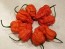 Hot Pepper ‘Peach Carolina Reaper Cross’ Seeds (Certified Organic)
