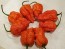 Hot Pepper ‘Peach Carolina Reaper Cross’ Seeds (Certified Organic)