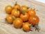 Tomato 'Sungold F2' 