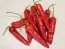 Hot Pepper 'Aci Sivri Biber Cross' Seeds (Certified Organic)