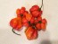 Hot Pepper ‘Trinidad Red Congo Habanero’ Seeds (Certified Organic)