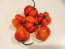 Hot Pepper ‘Trinidad Red Congo Habanero’ Seeds (Certified Organic)
