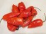 Hot Pepper ‘CGN 21500 x Isabela Island Galapagos Habanero' Seeds (Certified Organic)