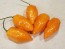 Hot Pepper ‘CGN 21500 x Isabela Island Galapagos Habanero' Seeds (Certified Organic)