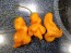 Hot Pepper ‘Erotica/Erotico Orange' Seeds (Certified Organic)