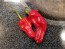 Hot Pepper 'Aci Sivri Biber Cross' Seeds (Certified Organic)