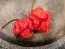 Hot Pepper ‘Carolina Reaper' 