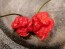 Hot Pepper ‘Carolina Reaper' 