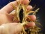 Datura ferox AKA Devil’s Trumpet - Fierce Thorn Apple Seeds (Certified Organic)