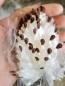 Common Milkweed