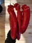 Pepper 'Super Sweet Giant Red' Seeds (Certified Organic)