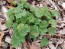 Chinese Motherwort ‘Alba’ 