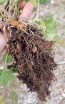 Common Motherwort Seeds (Certified Organic)