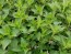 Stinging Nettle