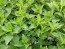 Stinging Nettle Seeds (Certified Organic)