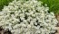 Candytuft, White Seeds (Certified Organic)