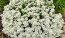 Candytuft, White Seeds (Certified Organic)