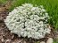 Candytuft, White Seeds (Certified Organic)