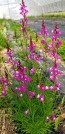 Toadflax 'Northern Lights' Seeds (Certified Organic)